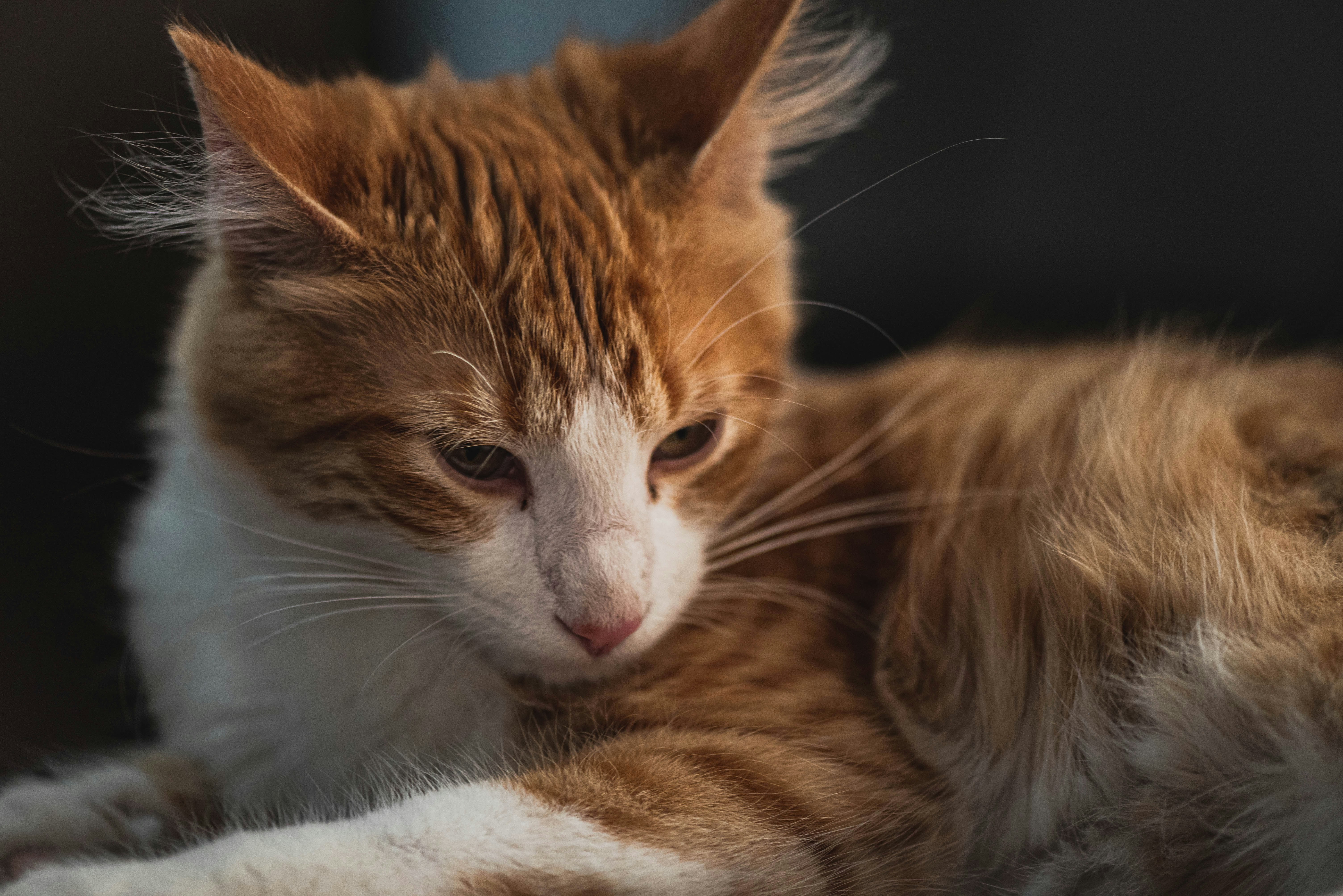 orange and white tabby cat